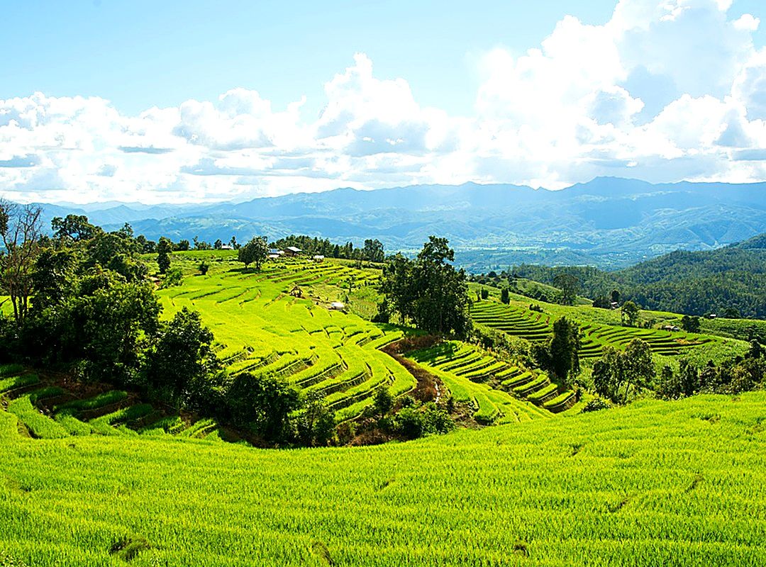 Green rice terraces after the rains — northern Thailand at peak colour