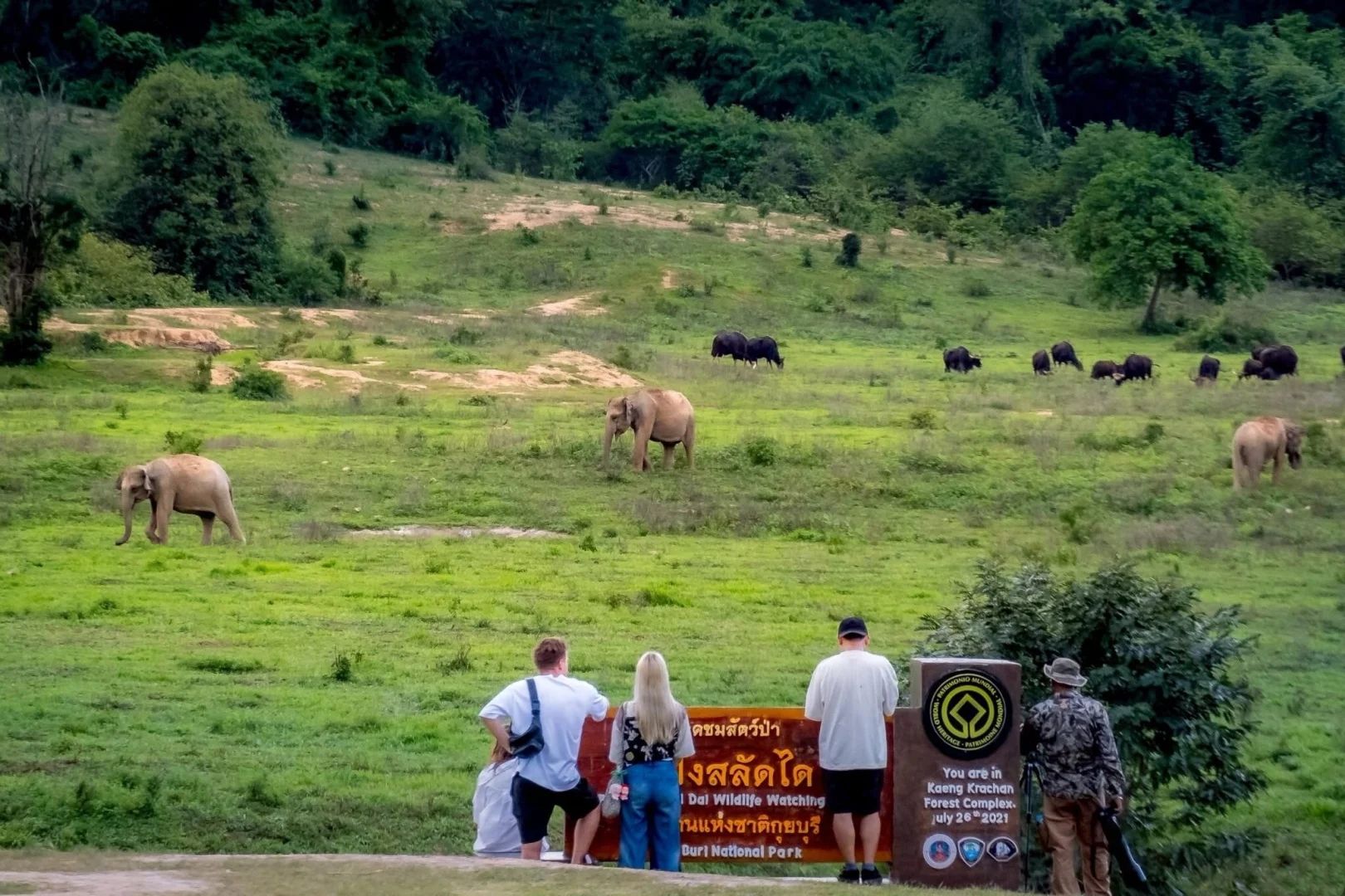 Rescued elephants at Elephant Nature Park, Chiang Mai. Visitors may feed only where the sanctuary allows it.