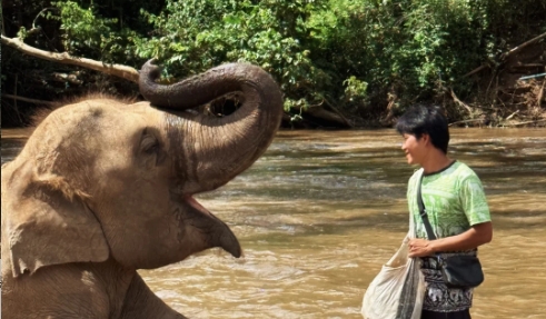 Elephants walk the grounds at a Chiang Mai sanctuary in the morning. No riding, no show.