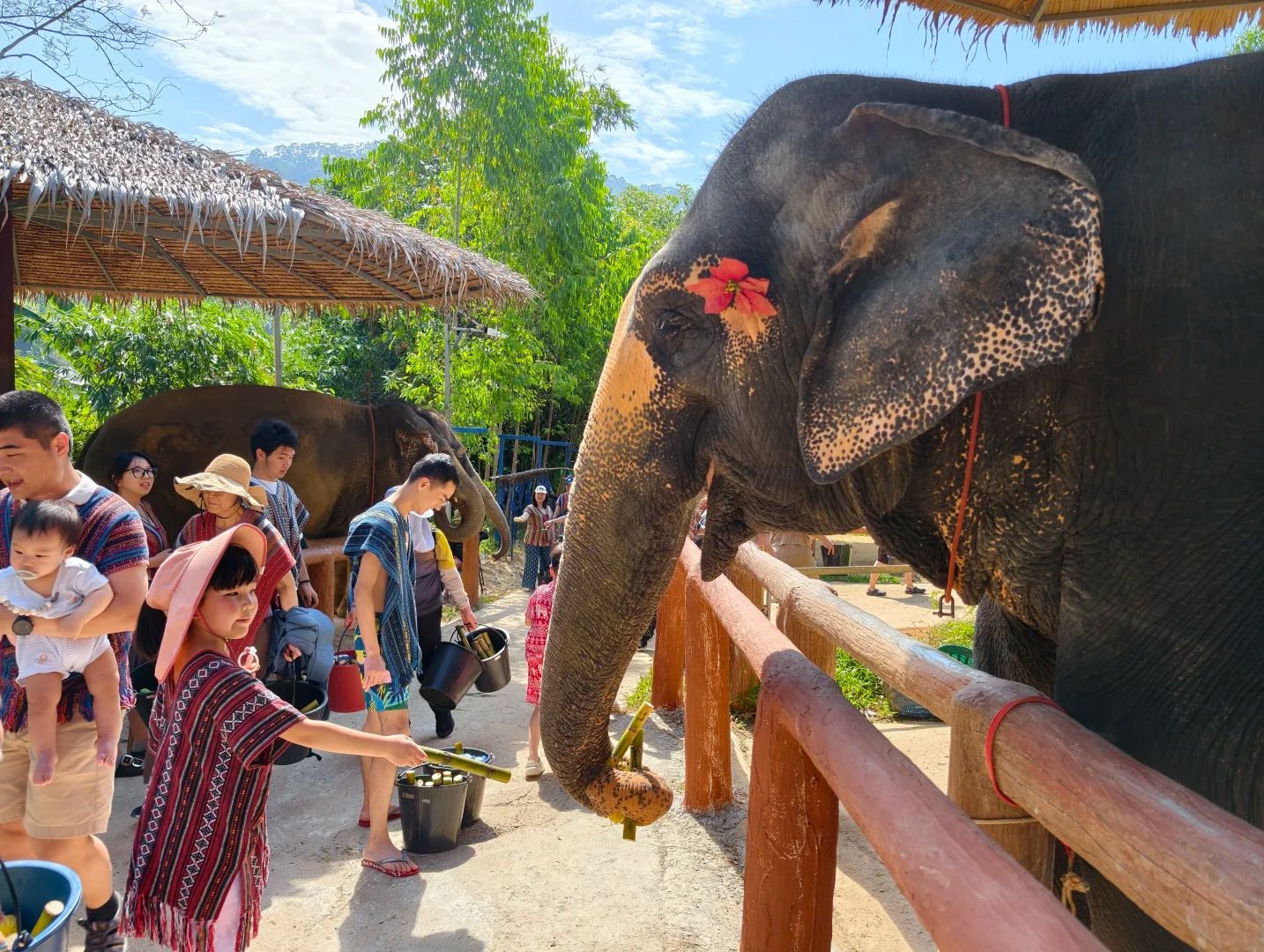 Guests walk beside the herd with a guide, and keep their distance.