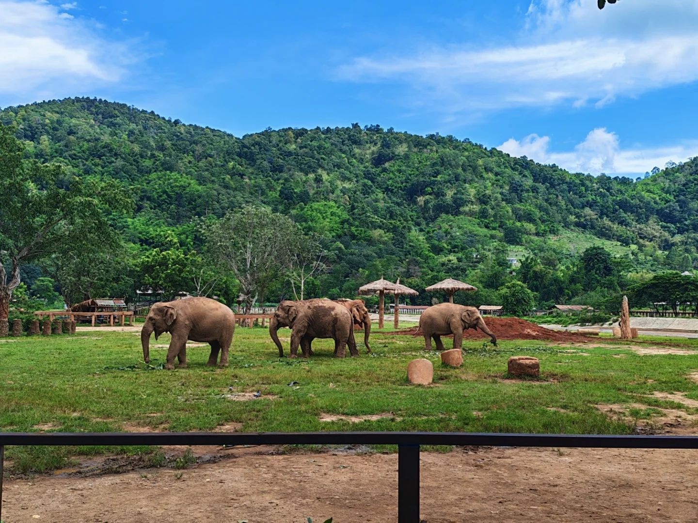 The canopy walkway at Phuket Elephant Sanctuary. You look down on the elephants and do not touch them.