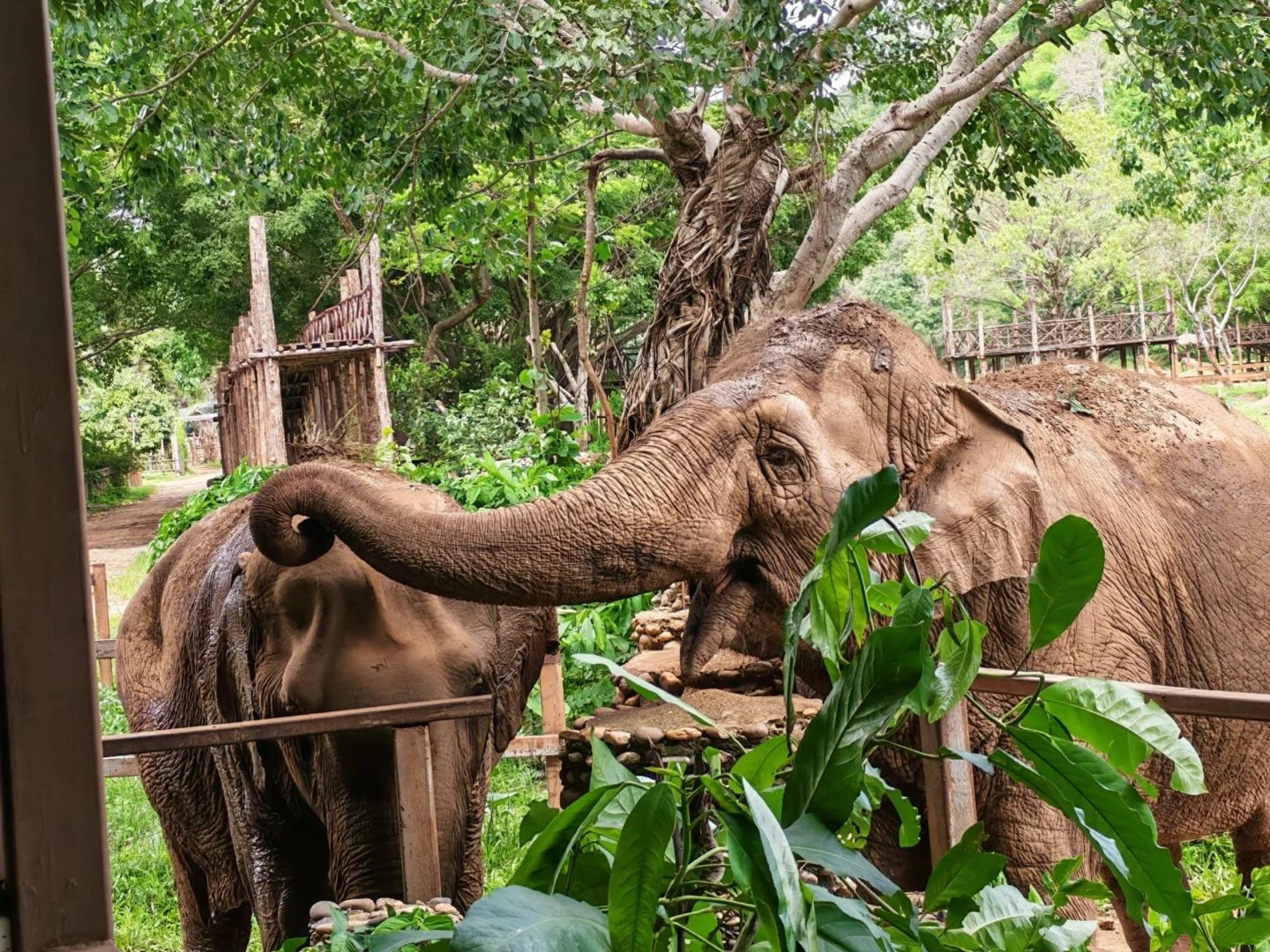 A tented camp at Elephant Hills, beside Khao Sok. The elephants are part of the stay, not a half-day show