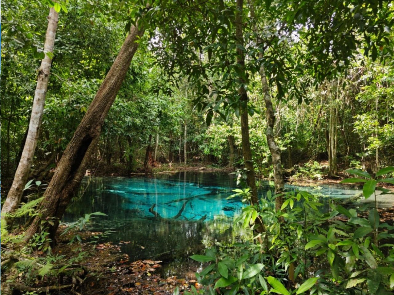 Krabi Hot Springs Forest Walk
