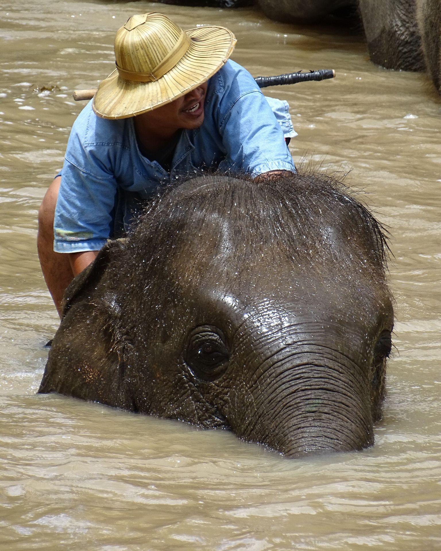 Thai Elephant Conservation Center