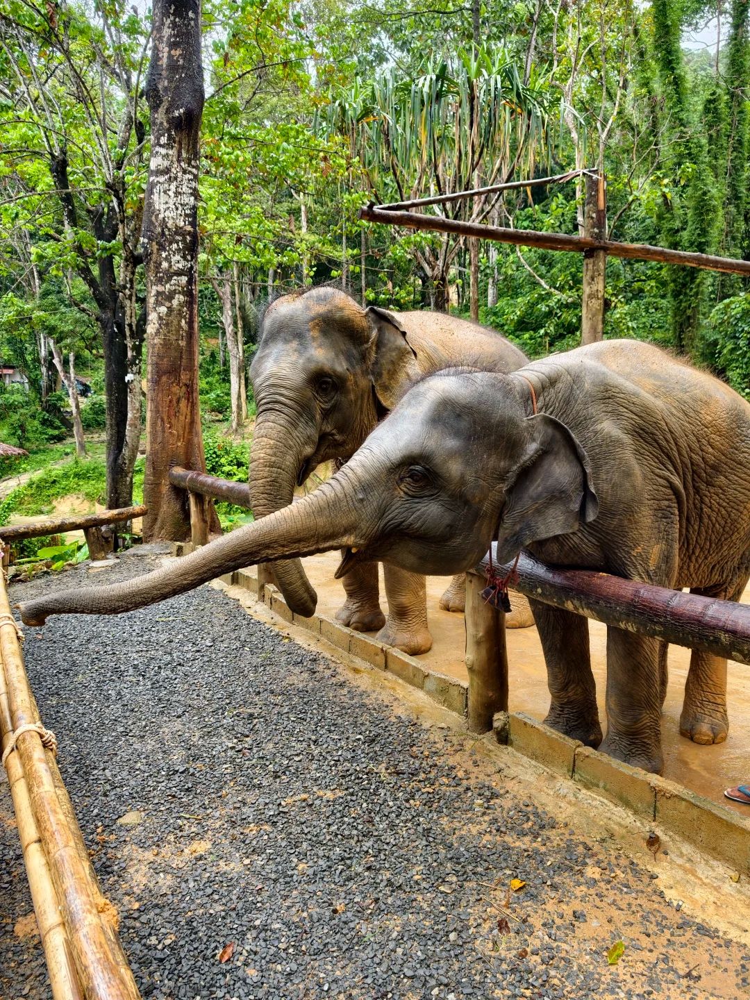 Feed the elephants