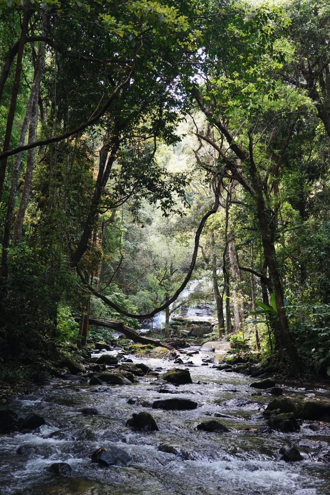 Inthanon National Park 1
