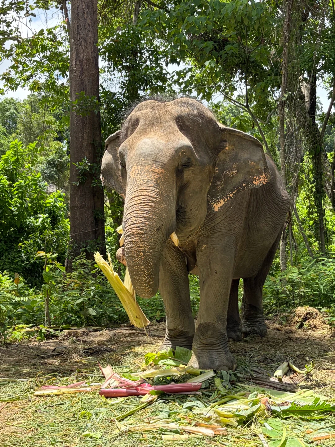 Elephant Jungle Sanctuary