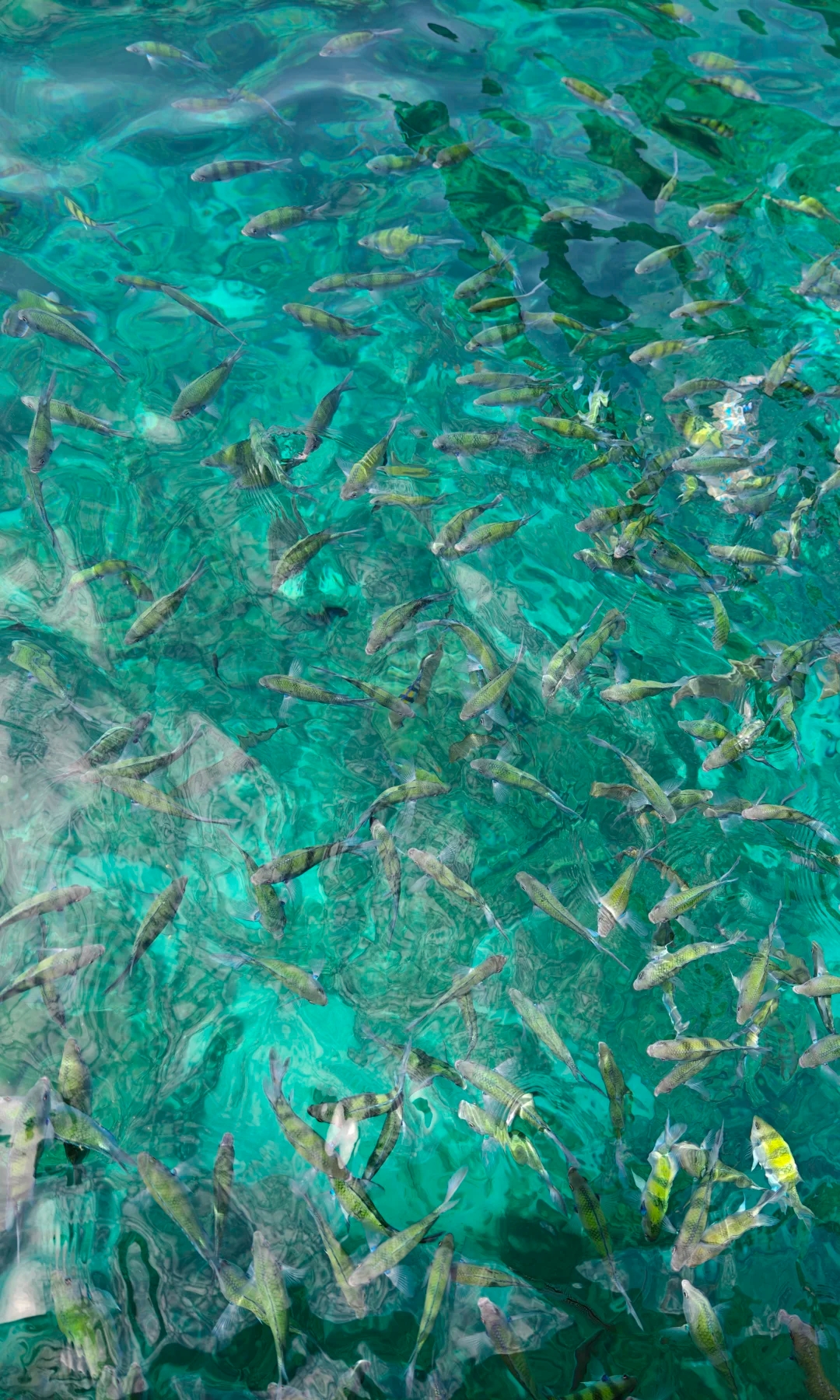 Koh Phi Phi 2