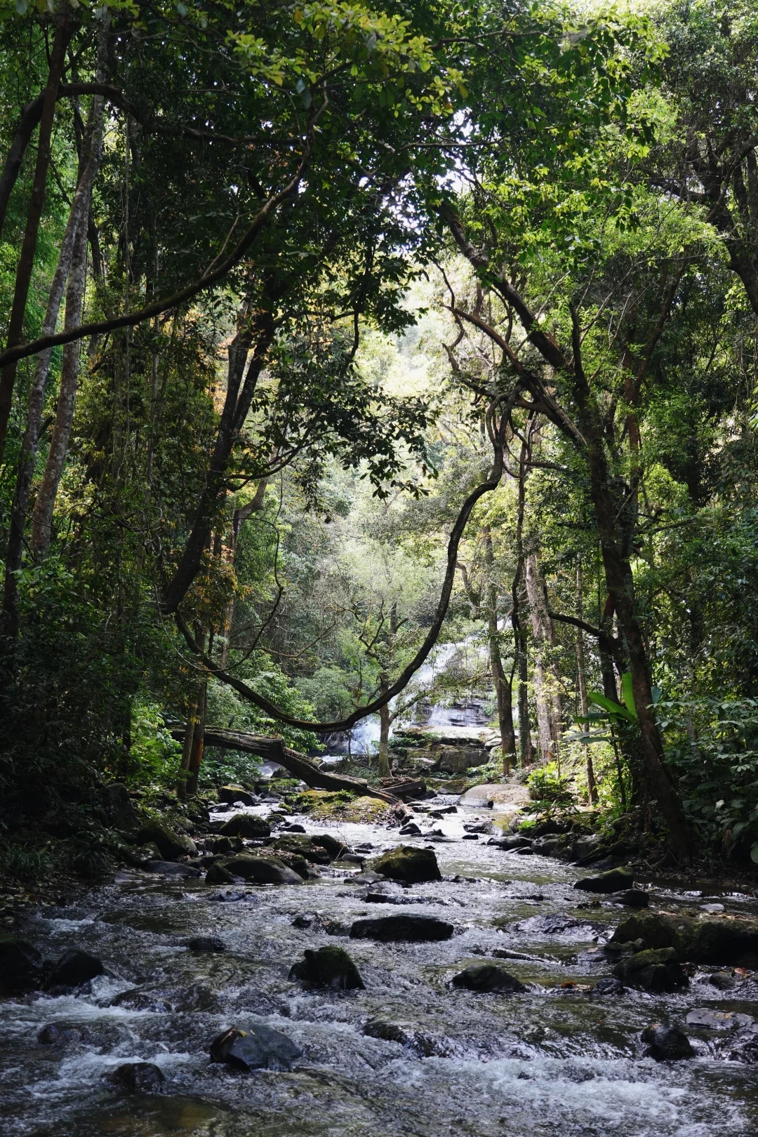 Inthanon National Park 1